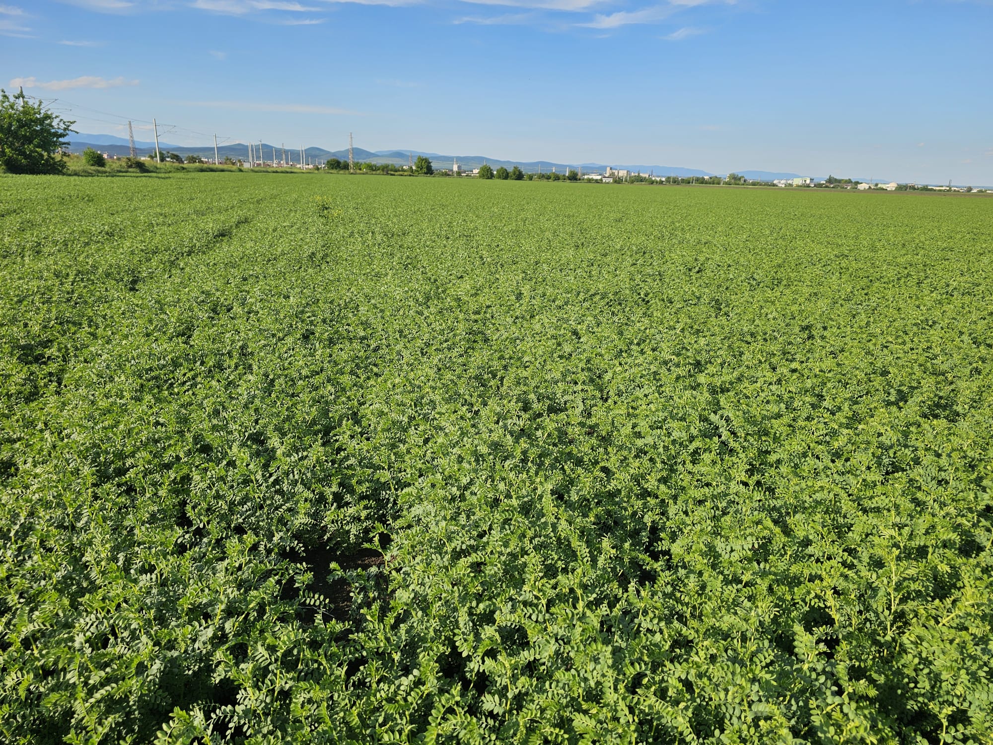 Maximizing Chickpea Yields in Bulgaria: Crop Care, Disease Management, and Harvest